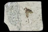 Fossil March Fly (Plecia) - Green River Formation #138496-1